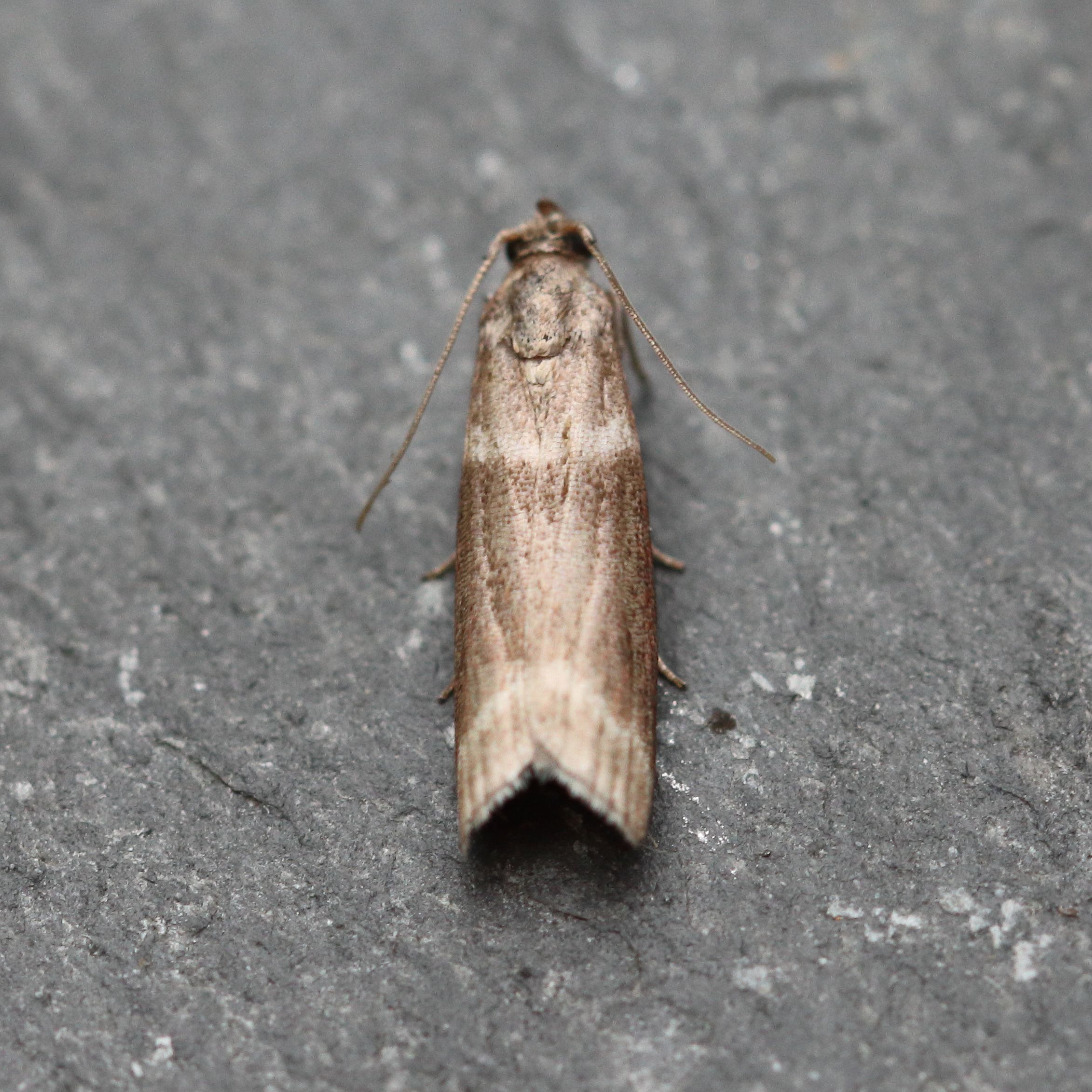 Photo of Double-striped Knot-horn (Cryptoblabes bistriga)